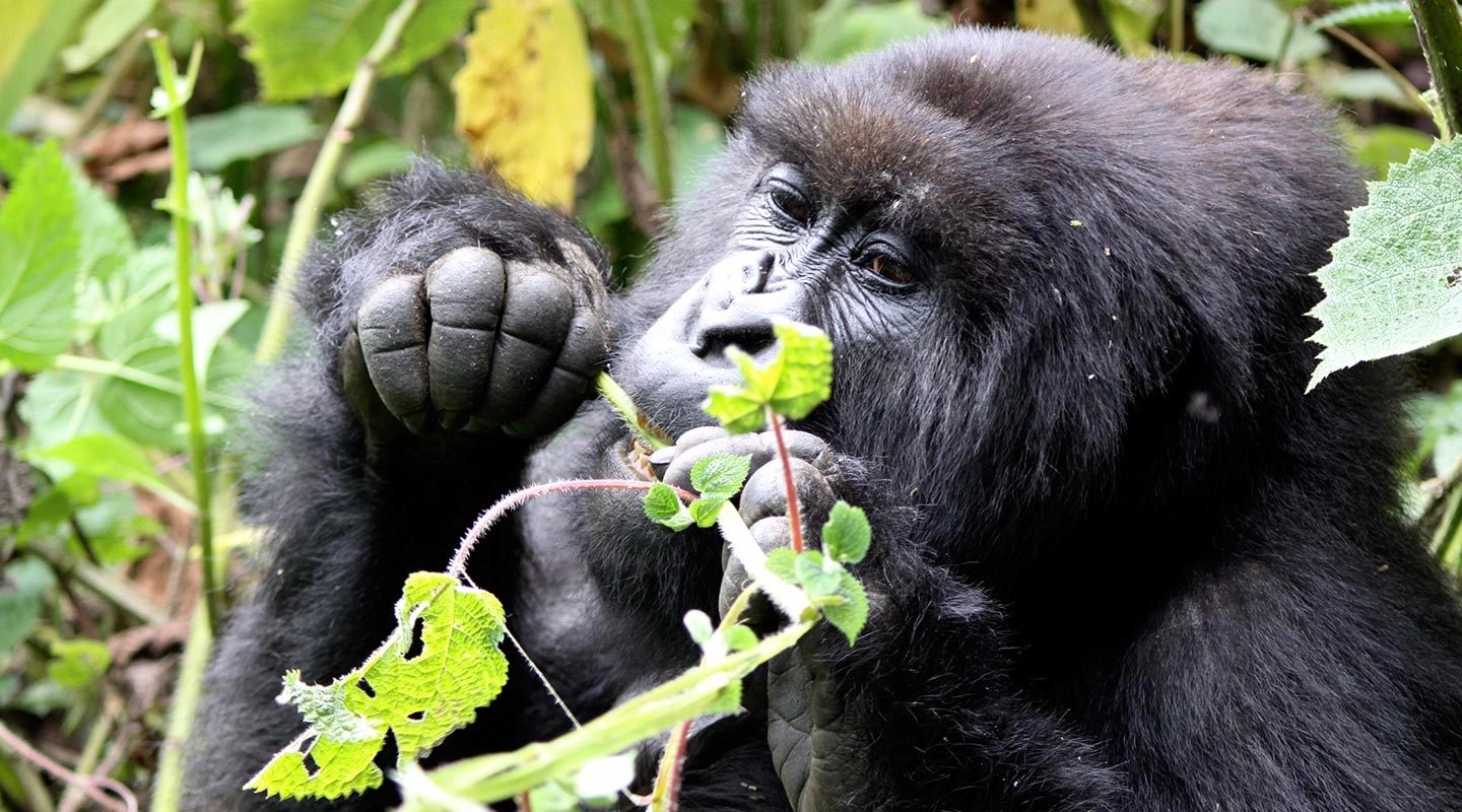 Budget Uganda Safaris - Affordable Adventures in Uganda - Leading Tour Operators in Gulu