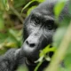 Bwindi Gorilla Permits Booking