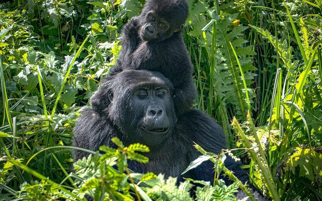 Bwindi Mountain Gorilla Trekking Adventures