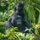 Bwindi Mountain Gorilla Trekking Adventures