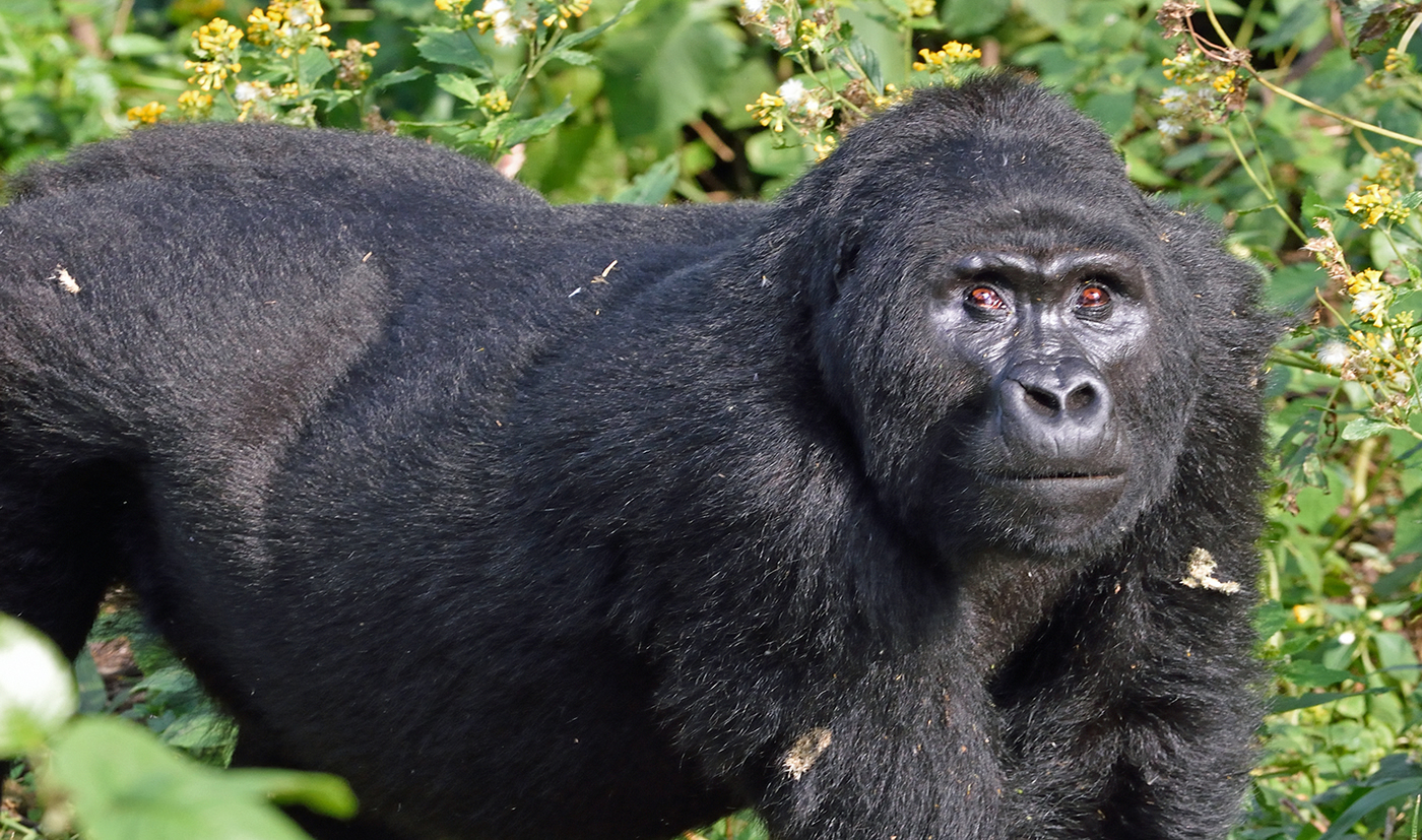 Gorilla Trekking in Bwindi vs. Virunga