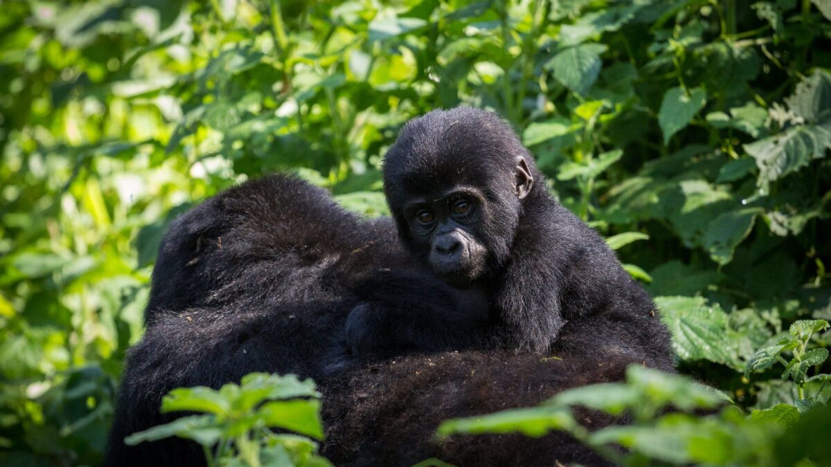 Choosing Between Gorilla Trekking in Uganda and Rwanda