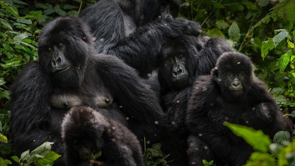 Cost of Congo Gorilla Trip to Virunga National Park in Congo