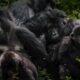 Cost of Congo Gorilla Trip to Virunga National Park in Congo