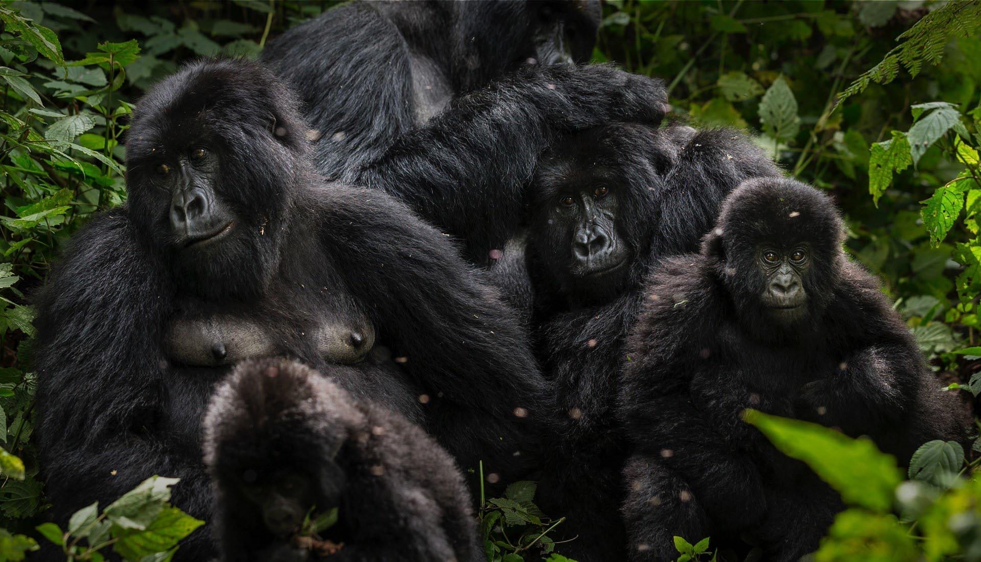 Cost of Congo Gorilla Trip to Virunga National Park in Congo - Gorilla Trekking Trip to DR Congo from Kigali