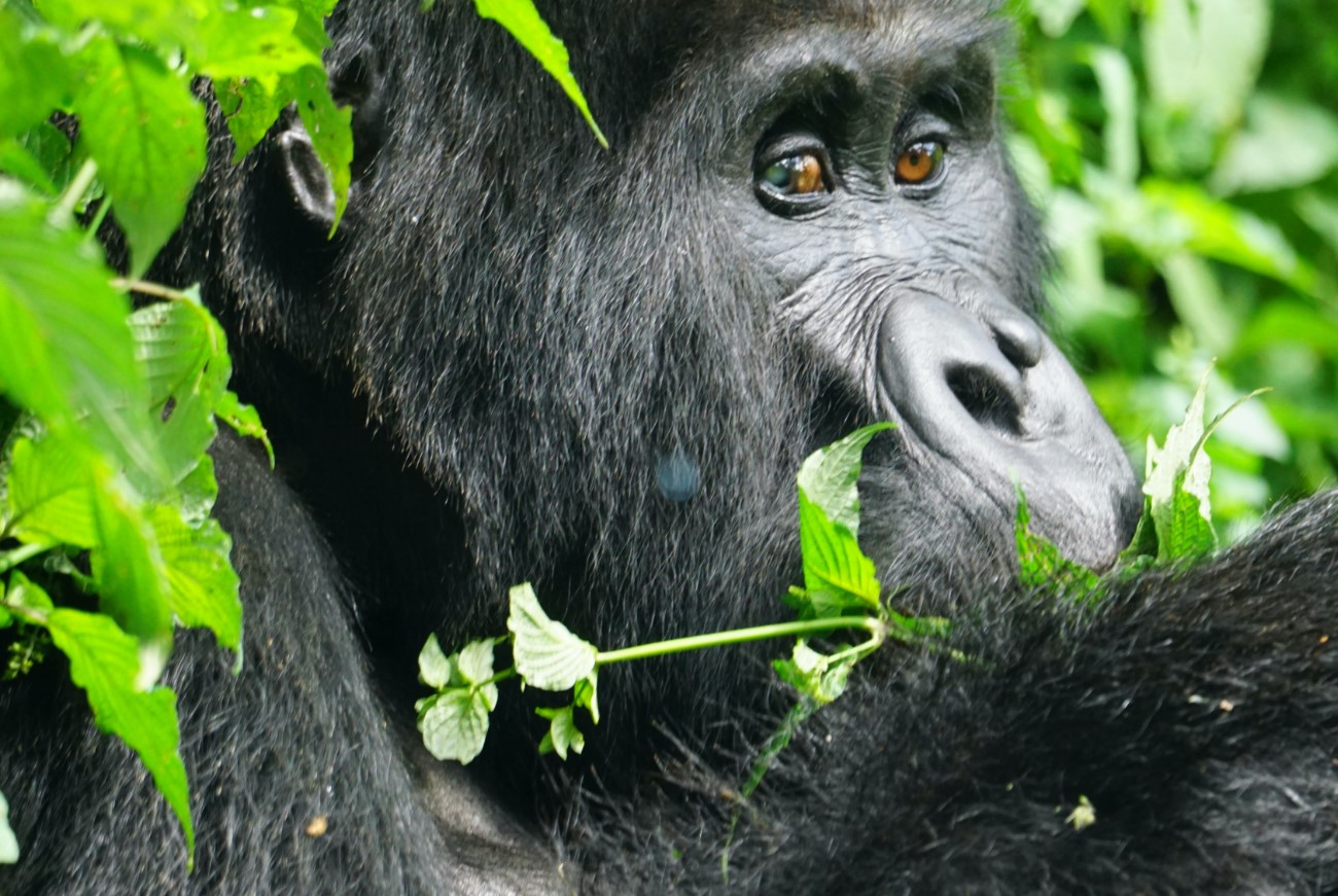 Difference between Lowland and Mountain Gorillas