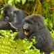 Gorilla Habituation Experience 2024-2025