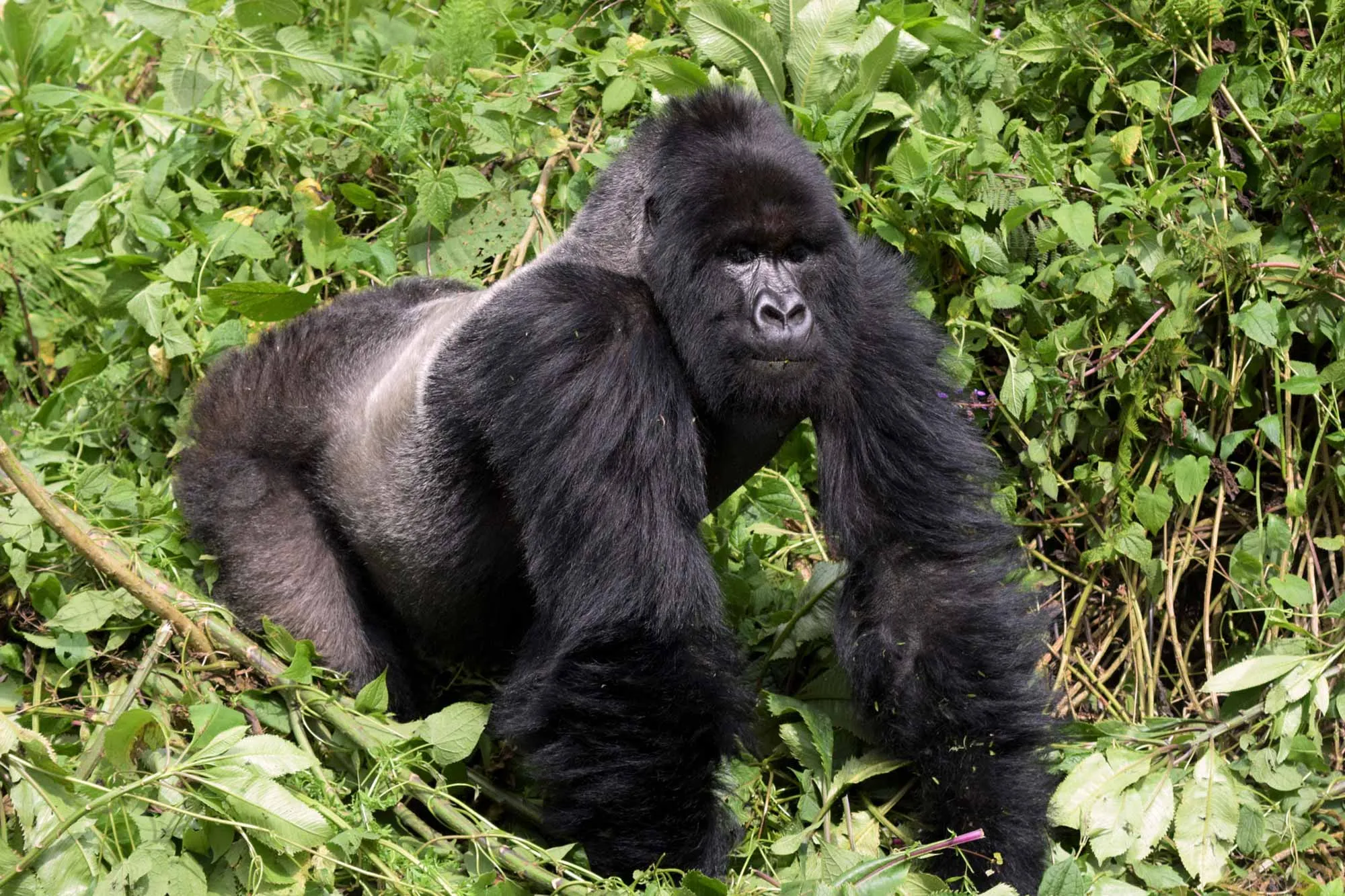 Gorilla Permits 2025-2026 - Ruhija Sector