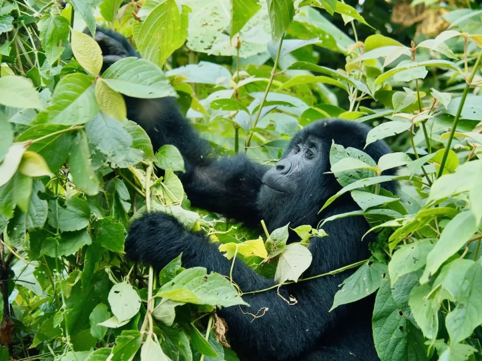 Gorilla Tracking Holidays for Adventurous Women