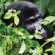 Gorilla Tracking Safari from Kilimanjaro Airport