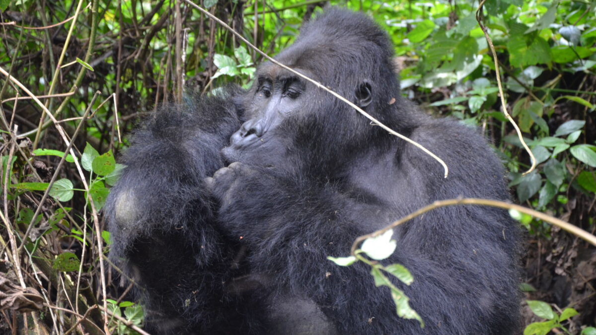 Gorilla Trekking Frequently Asked Questions (FAQs)