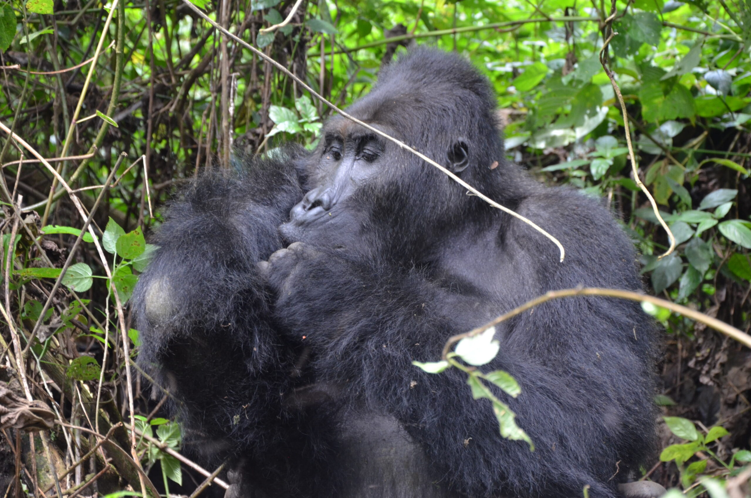 Gorilla Trekking Frequently Asked Questions (FAQs) - Gorilla Trekking and Gorilla Habituation in Bwindi Forest