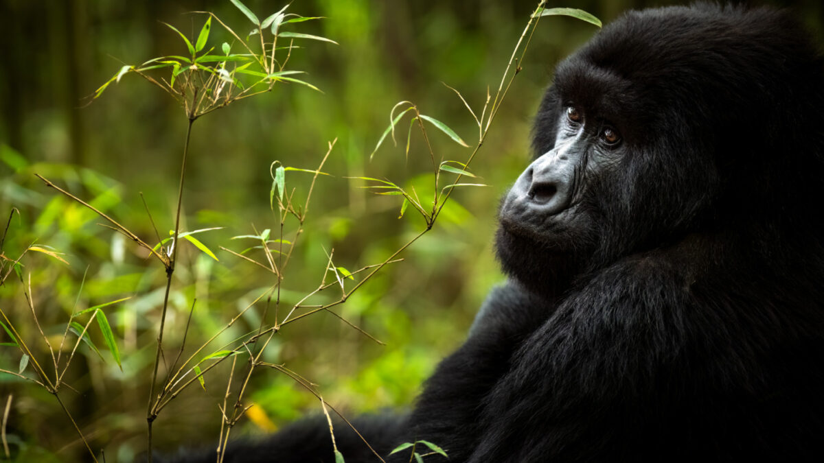 Gorilla Trekking Safaris from Entebbe