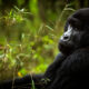 Gorilla Trekking Safaris from Entebbe