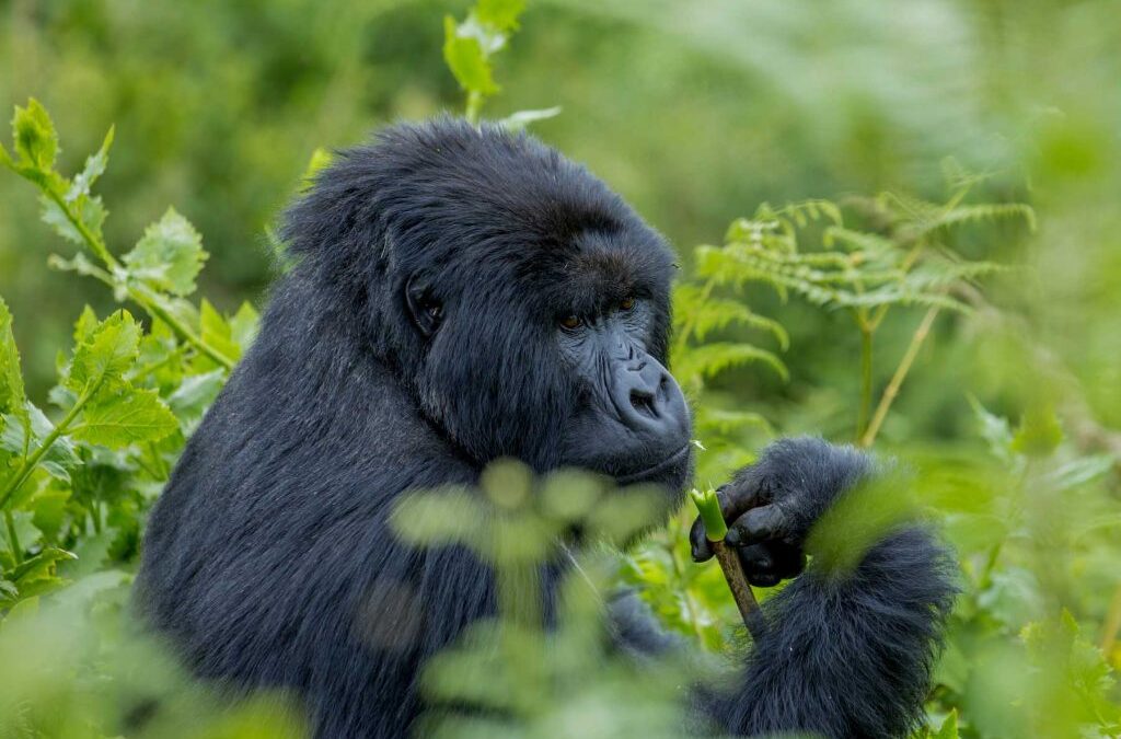 Gorilla Trekking Tours for Solo Travelers