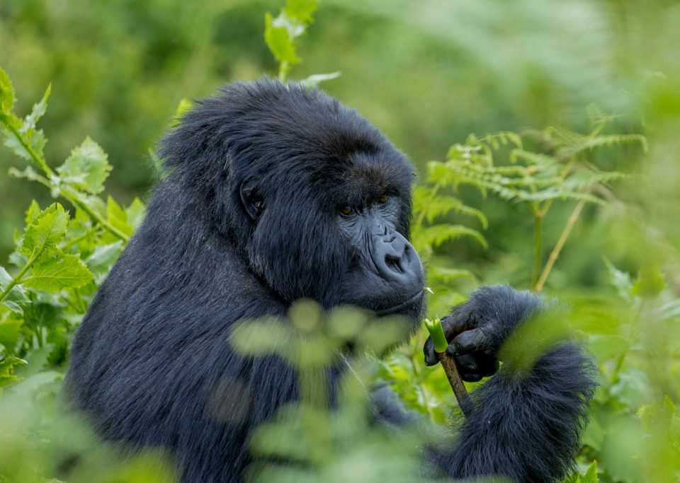 Gorilla Trekking Tours for Solo Travelers