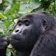 Gorilla Trekking for Small Groups - What are the Chances of Seeing Mountain Gorillas?