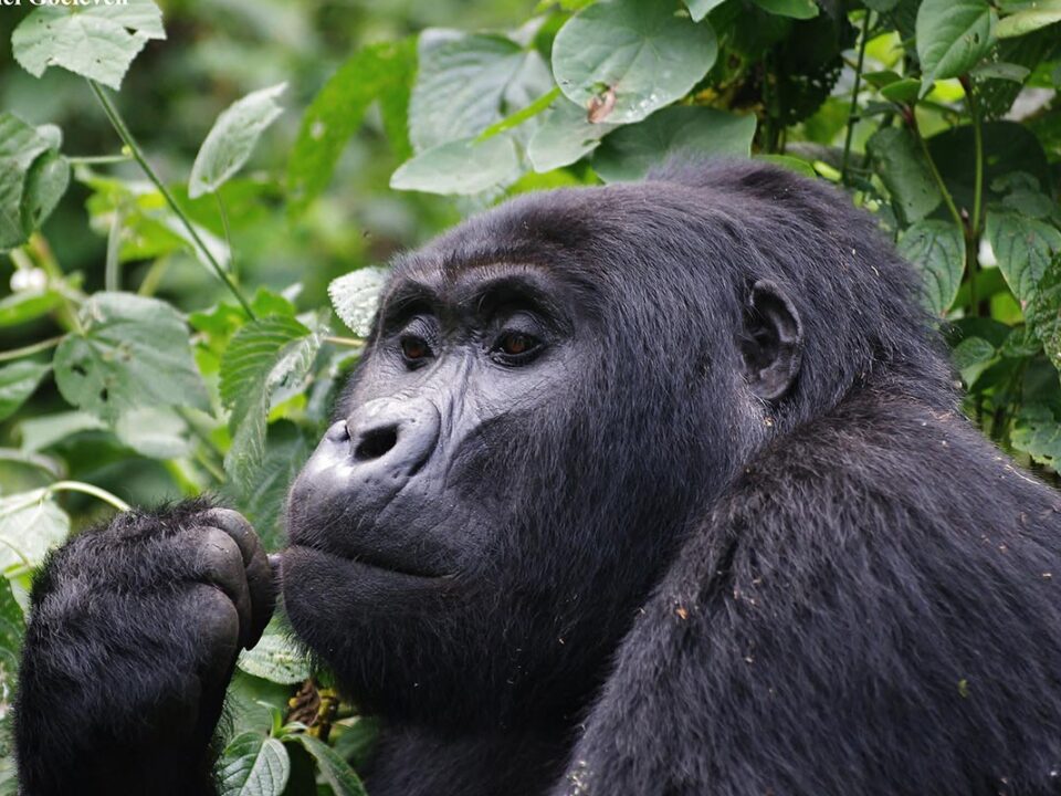 Gorilla Trekking for Small Groups - What are the Chances of Seeing Mountain Gorillas?