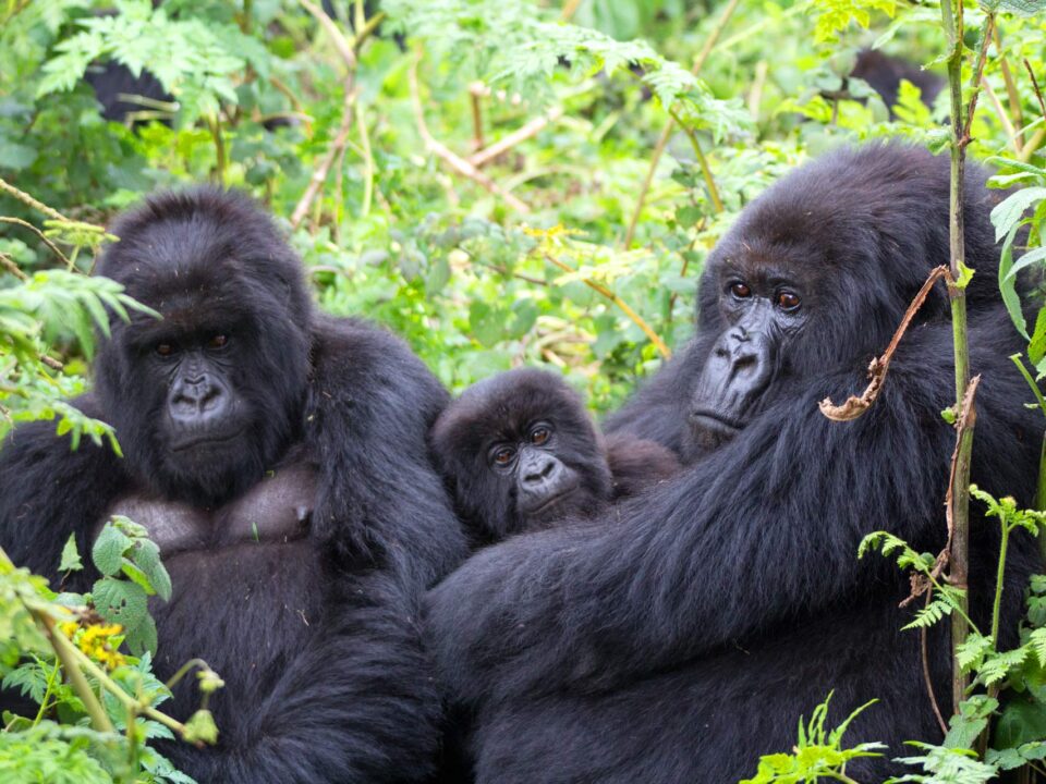 Gorilla Trekking from Burundi