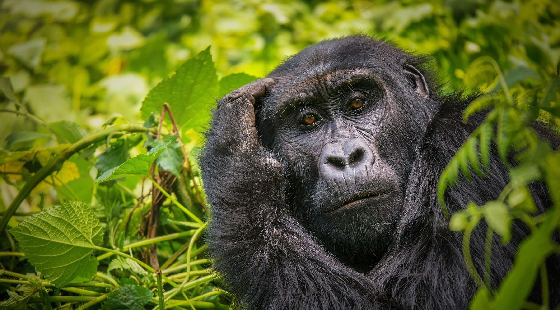 Gorilla Trekking from Tanzania