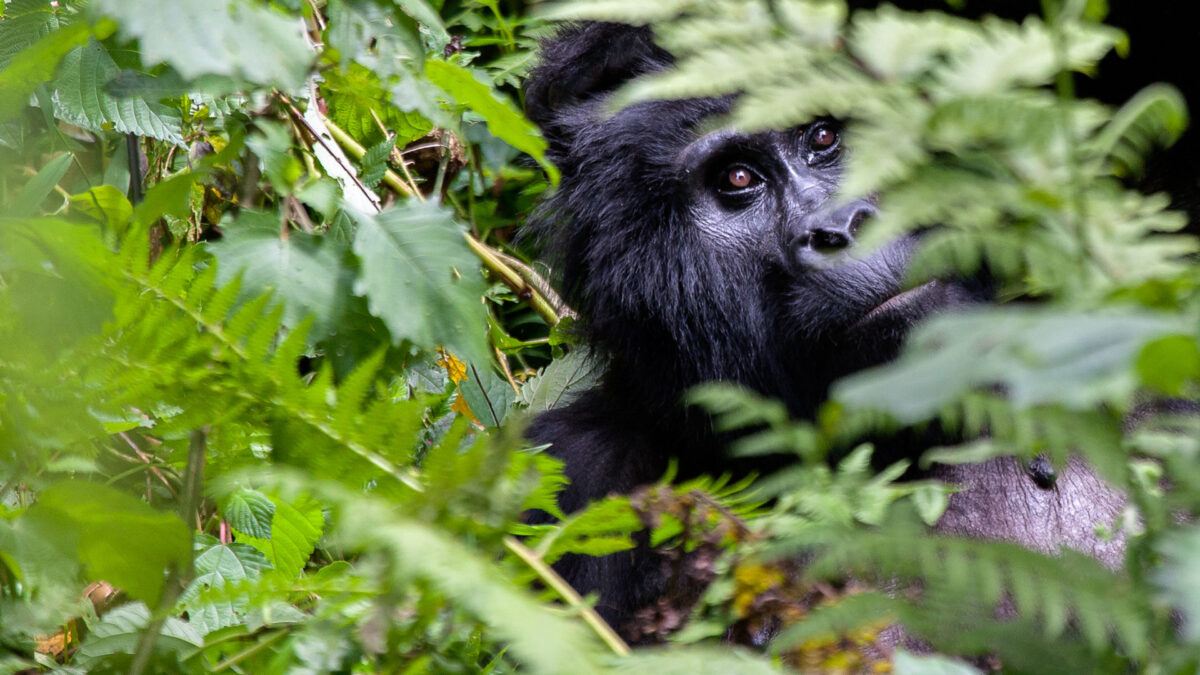 Gorilla Trekking in Uganda 2024 – 2025
