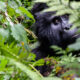 Gorilla Trekking in Uganda 2024 – 2025