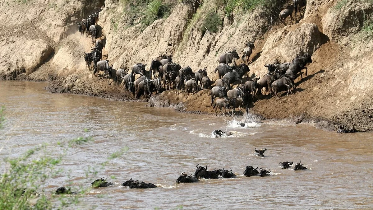 Great Wildebeest Migration Safari Guide
