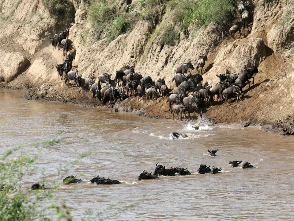 Great Wildebeest Migration Safari Guide