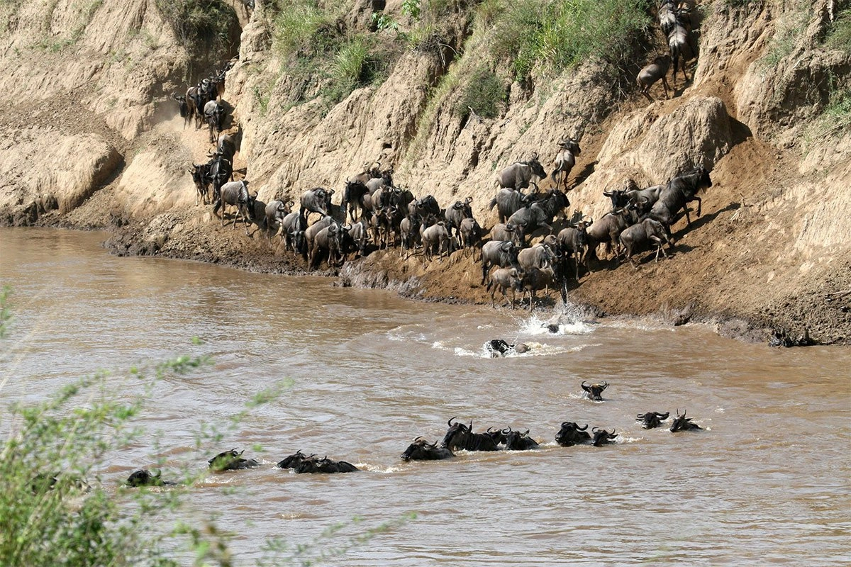 Great Wildebeest Migration Safari Guide - A Safari to Witness the Wildebeest Migration Cross the Mara River