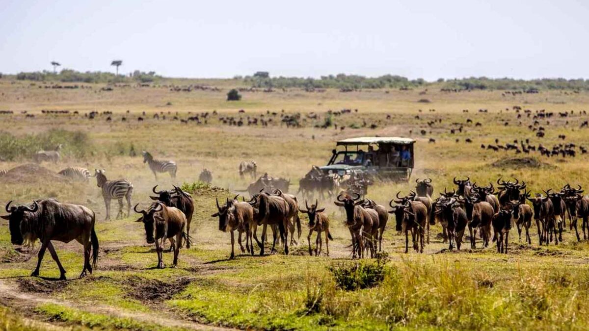 Guide to 2024/2025 Wildebeest Migration Safari