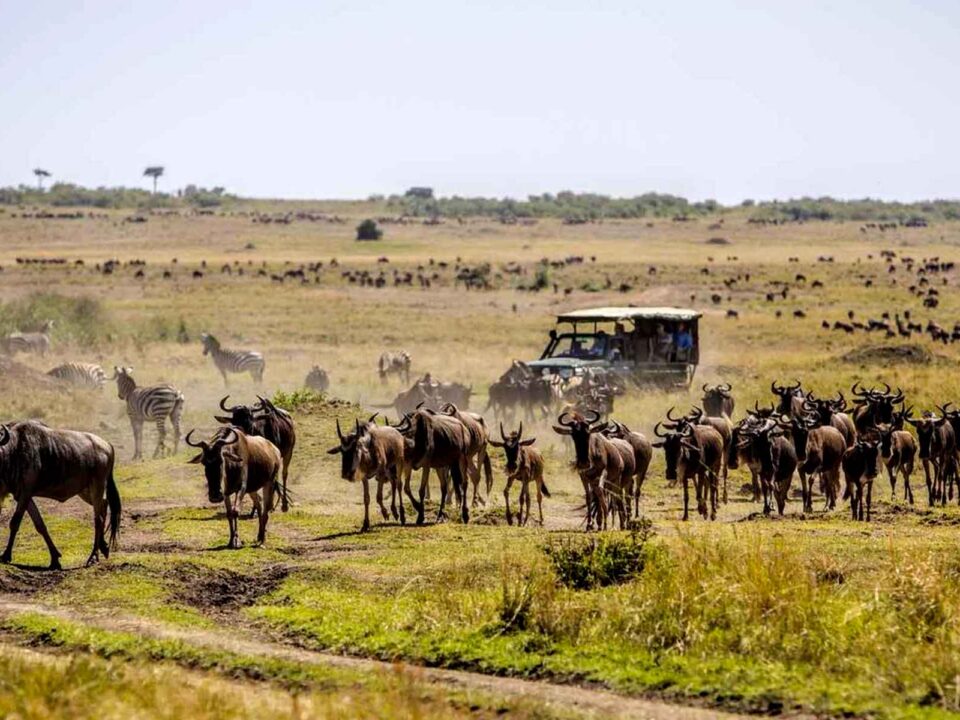 Guide to 2024/2025 Wildebeest Migration Safari