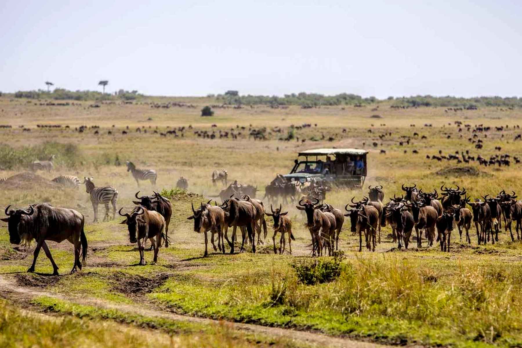 Guide to 2024/2025 Wildebeest Migration Safari - 7 Day Kenya and Tanzania Great Wildebeest Migration Safari