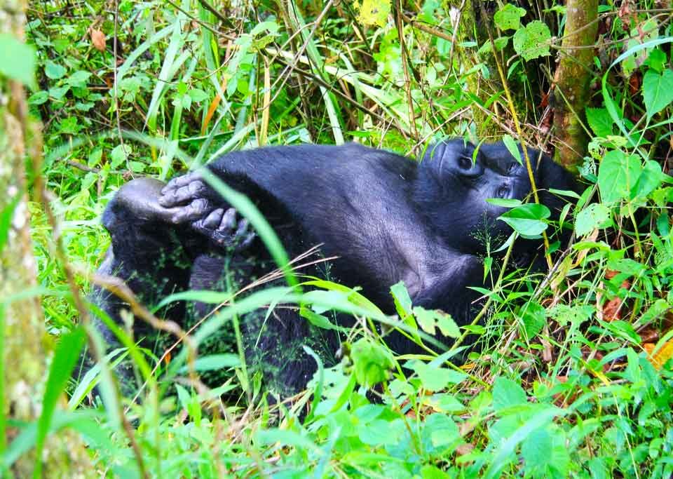 How & When to Plan a Budget Gorilla Trekking Safari for 2024-2025