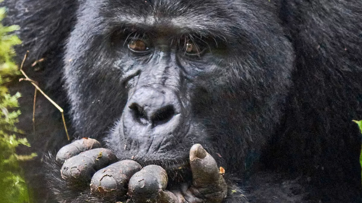 Insight Uganda Gorilla Safaris