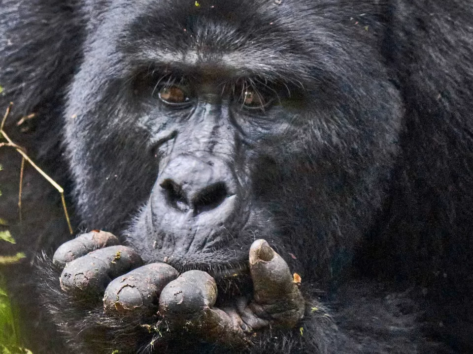 Insight Uganda Gorilla Safaris