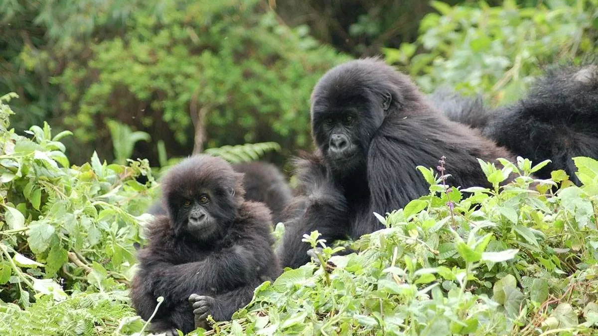 Is Gorilla Habituation worth USD1500?