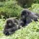 Is Gorilla Habituation worth USD1500?
