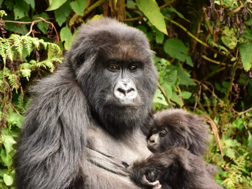Luxury Rwanda Gorilla Trekking Operator