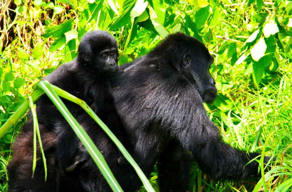 Mgahinga for Gorilla Trekking