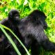 Mgahinga for Gorilla Trekking