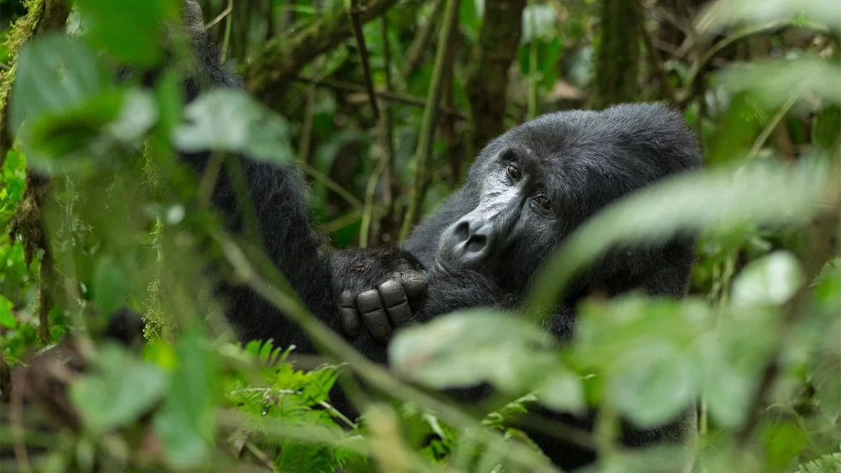 New Year’s Gorilla Tracking Safari