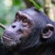Exploring Ngogo Chimpanzees: Inspired by Netflix's "Chimp Empire"