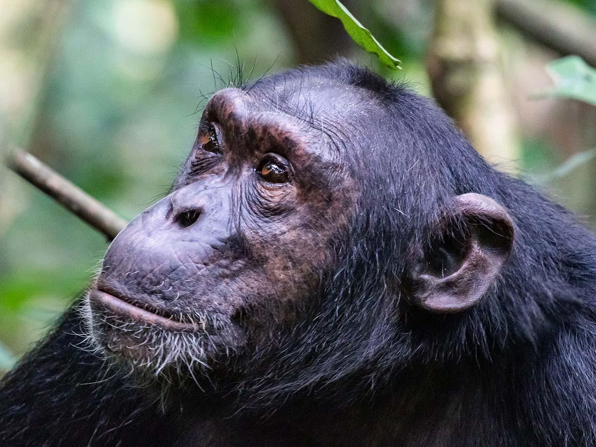 Exploring Ngogo Chimpanzees: Inspired by Netflix's "Chimp Empire"