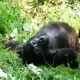 Reasons to Trek African Mountain Gorillas in Uganda