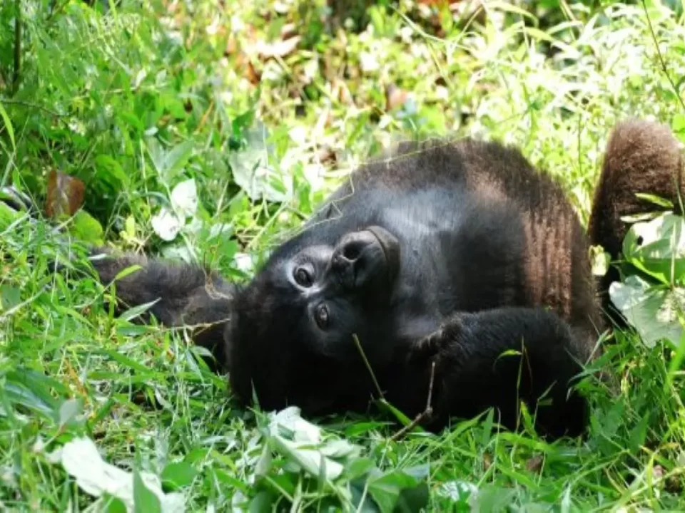 Reasons to Trek African Mountain Gorillas in Uganda