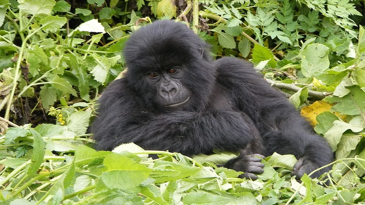 Rwanda Gorilla Trekking Offers for 2024-2025