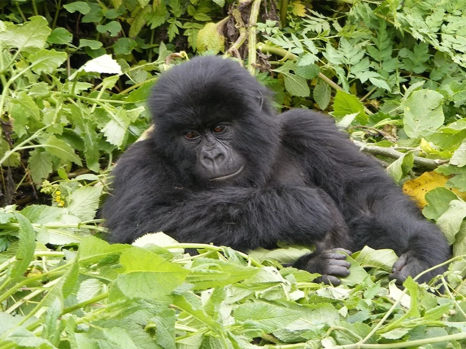 Rwanda Gorilla Trekking Offers for 2024-2025