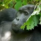 Rwanda Large Groups Gorilla Safari Tours - Memorable Christmas Gorilla Tracking Safari