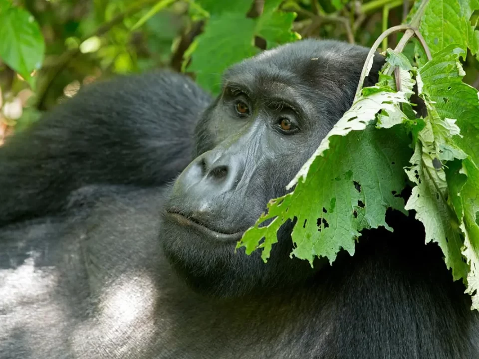 Rwanda Large Groups Gorilla Safari Tours - Memorable Christmas Gorilla Tracking Safari