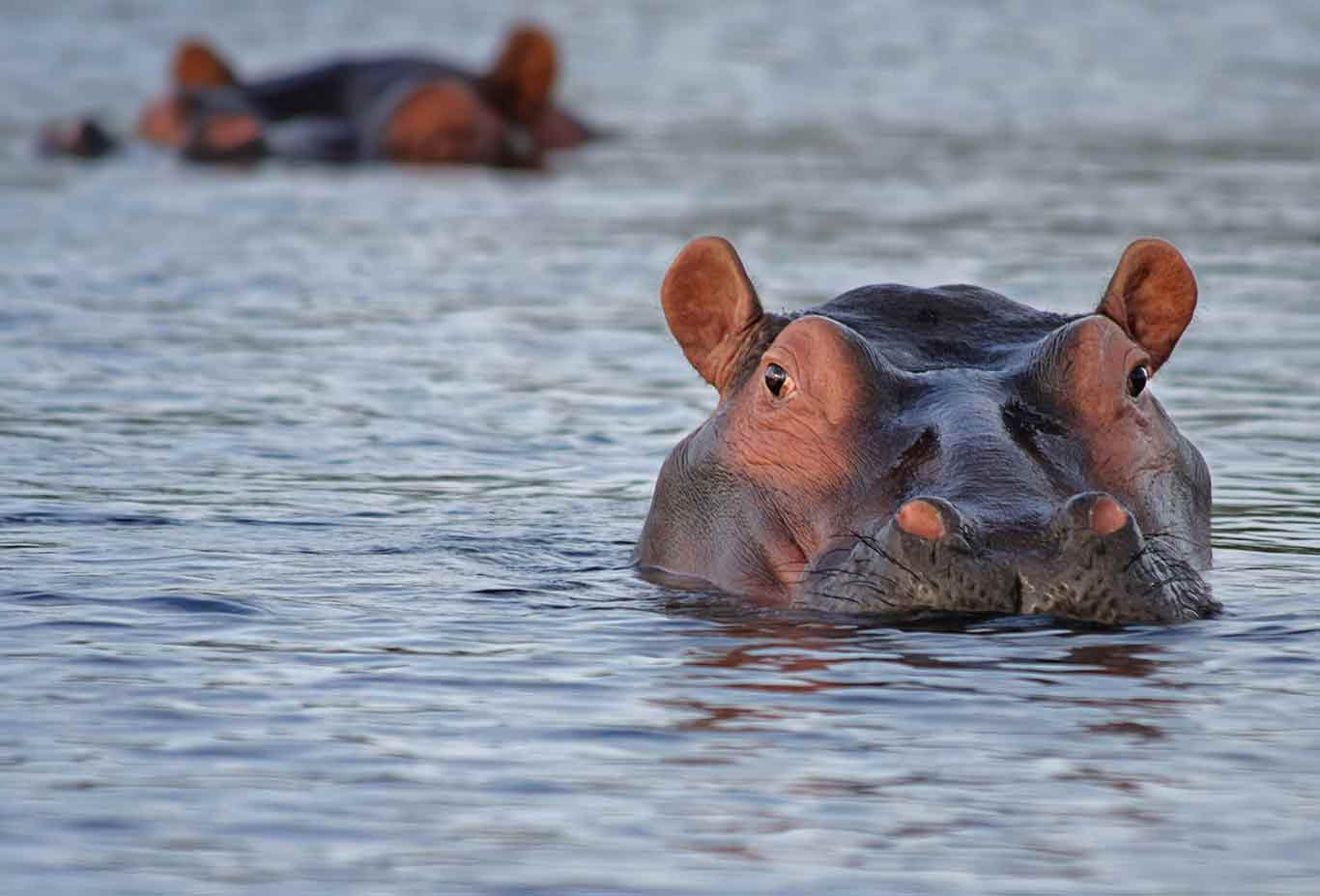Safari tours to Katavi National Park Tanzania - Katavi National Park